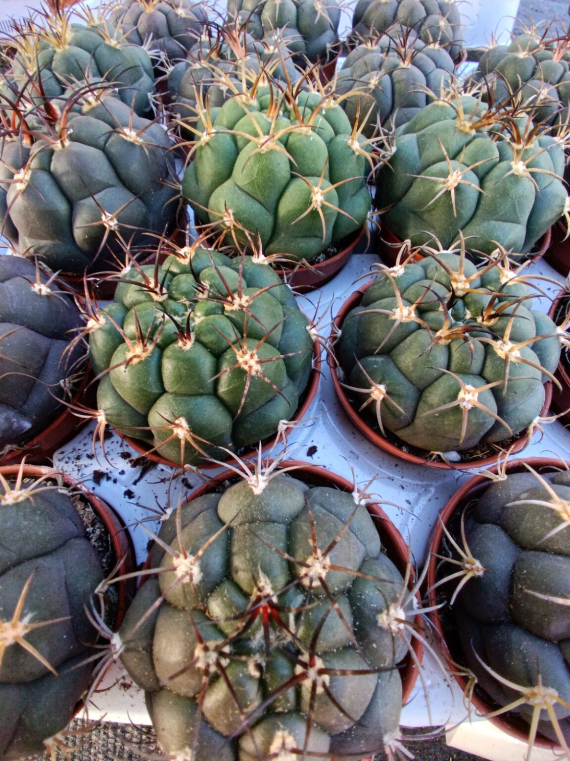 Gymnocalycium saglionis