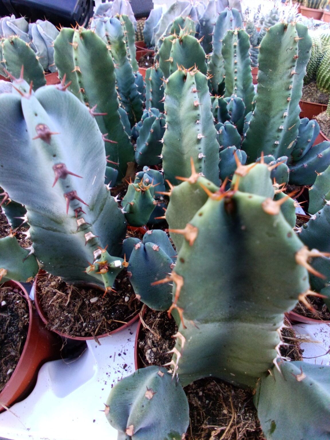 Euphorbia polyacantha