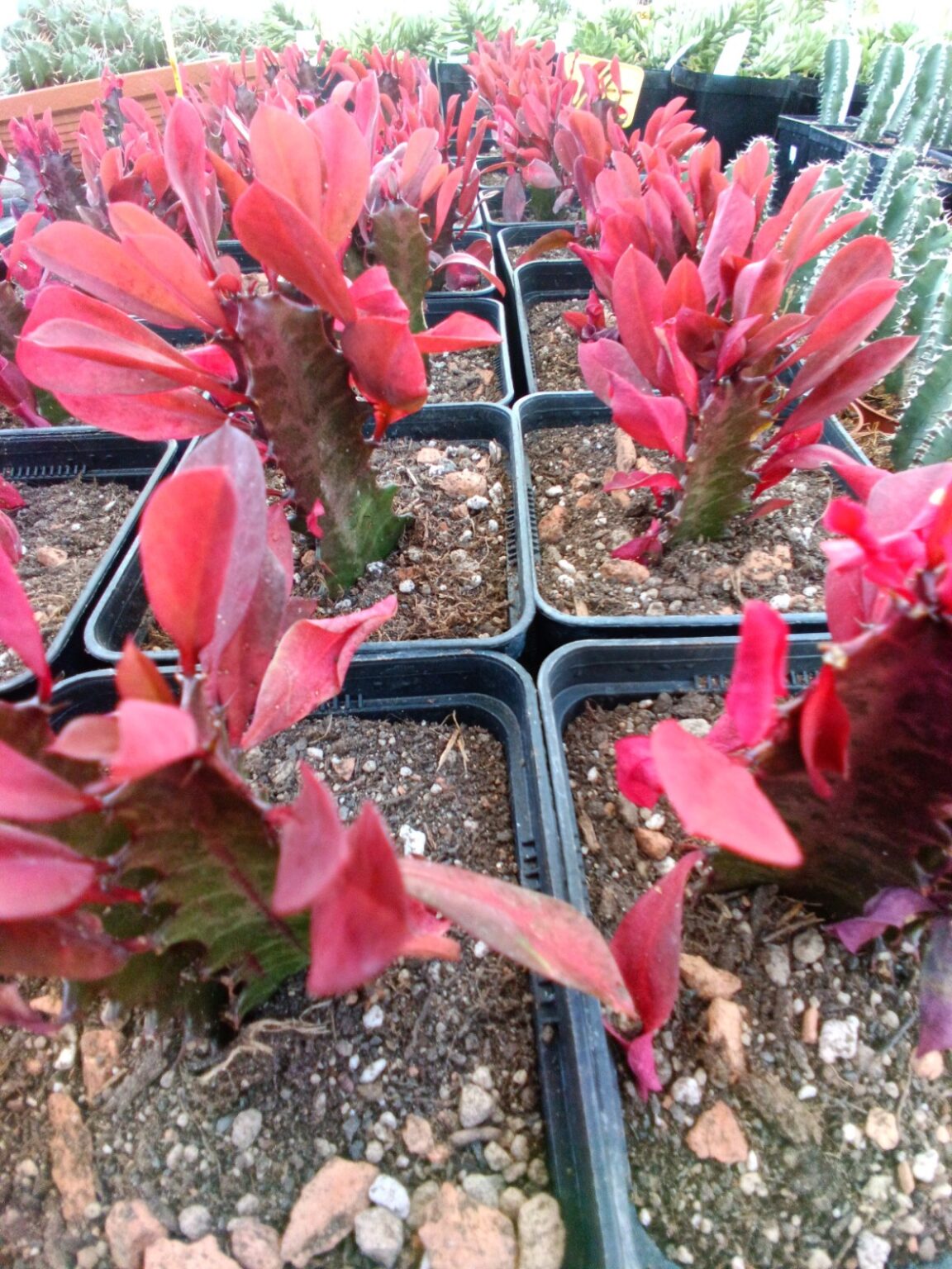 Euphorbia trigona f. rubra