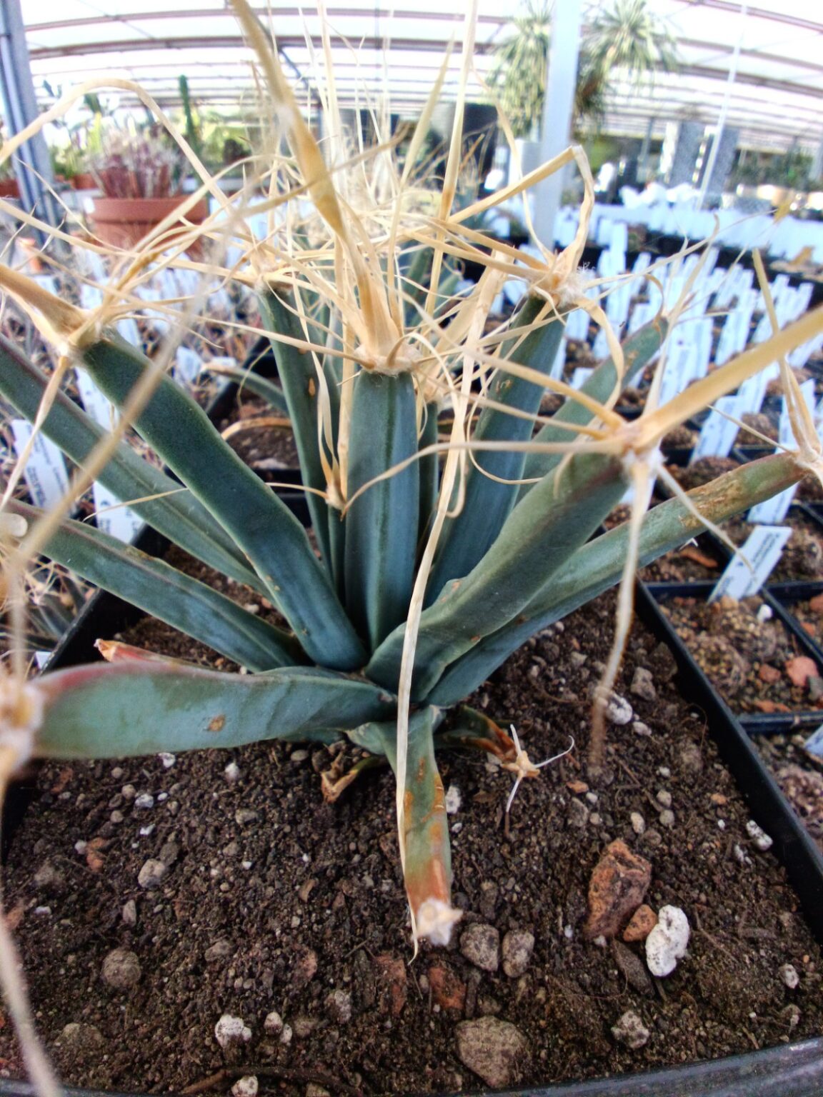 Leuchtenbergia principes