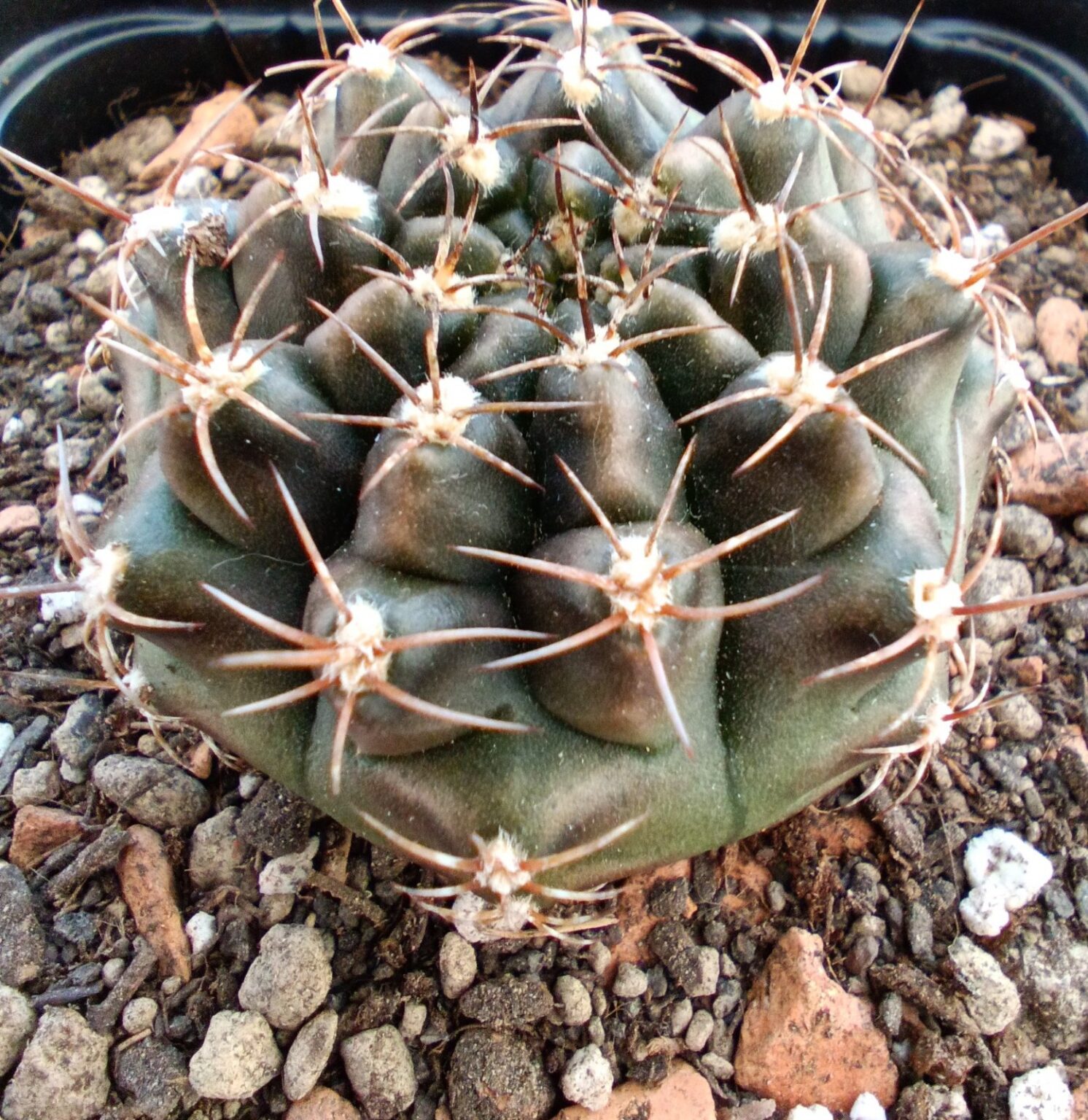 Gymnocalycium damsii