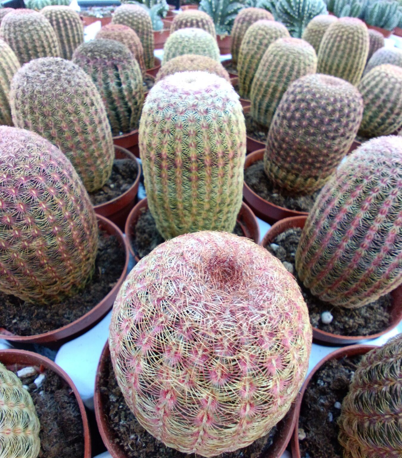 Echinocereus rigidissimus var. rubispinus