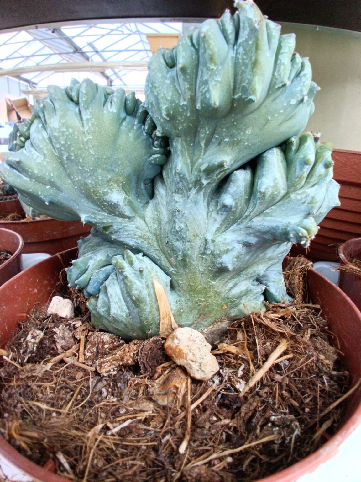 Myrtillocactus geometrizans f. cristata