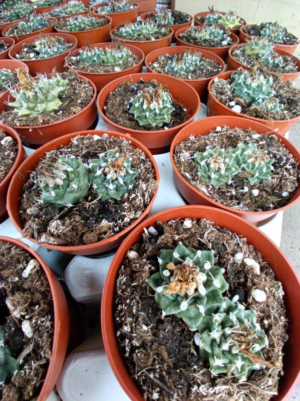 Turbinicarpus alonsoi